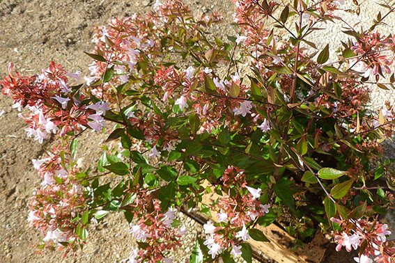 Abélia x grandiflora Abélia x grandiflora