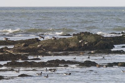 <p>Le Croisic (44). Cohabitation souple avec cols verts, goélands et autres oiseaux...</p>© Photo Patrice Morel - 20110118-1406_4521.