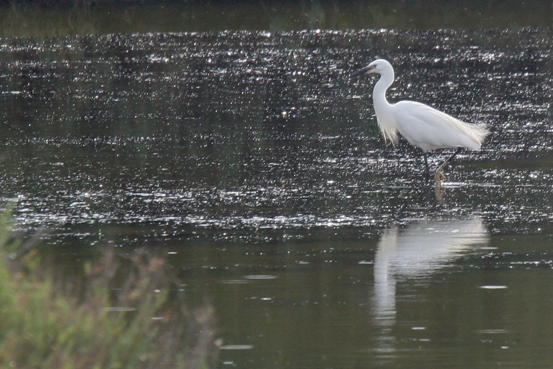 Aigrette garzette