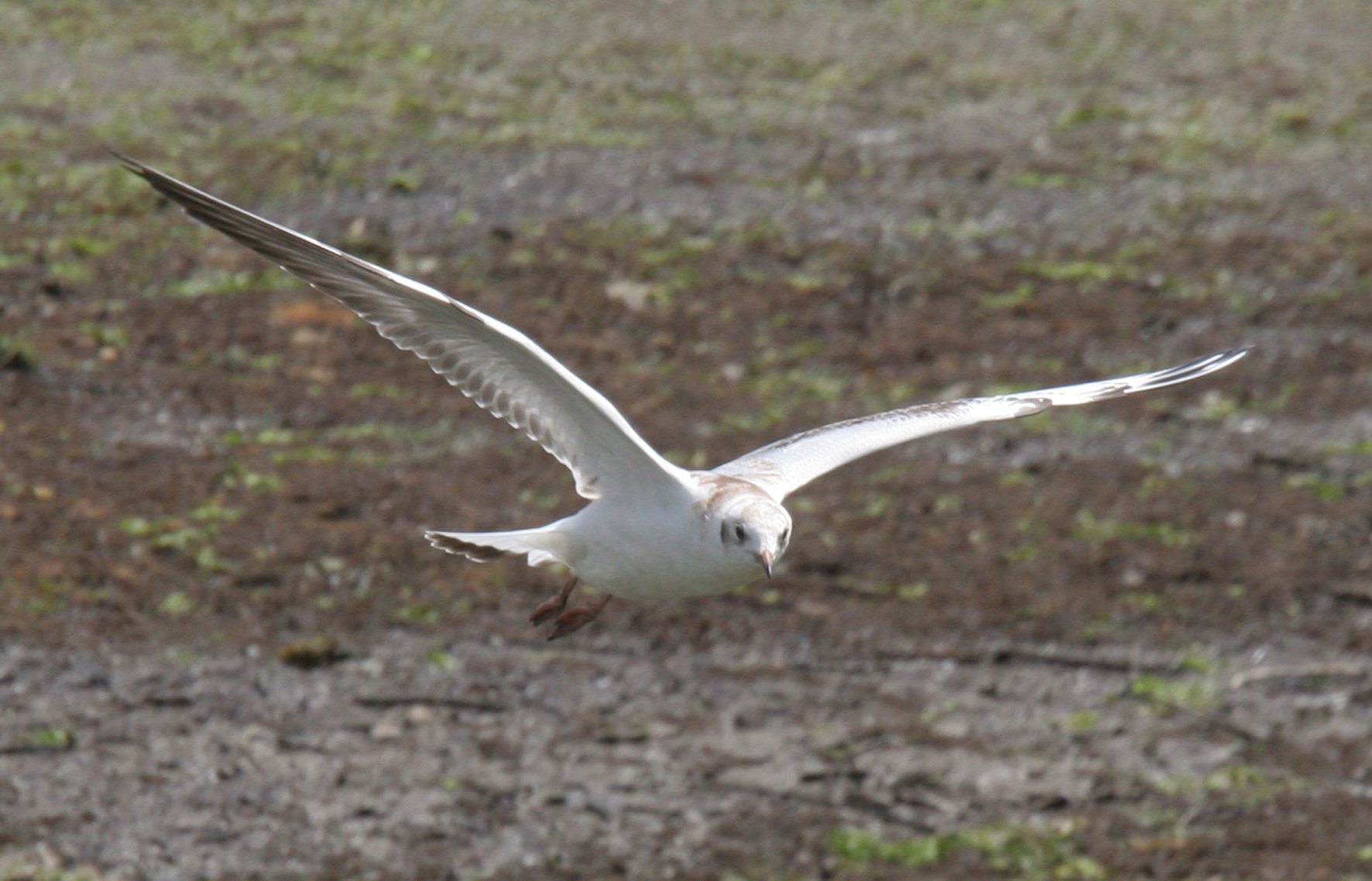 Mouette mélanocéphale