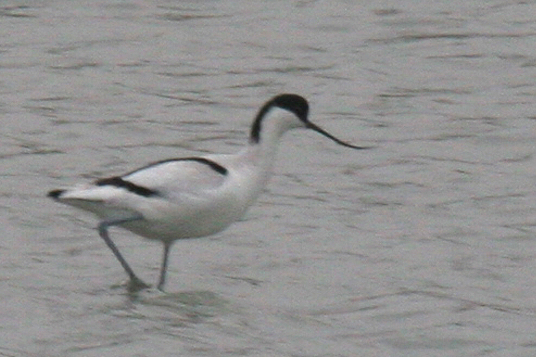 Avocette élégante