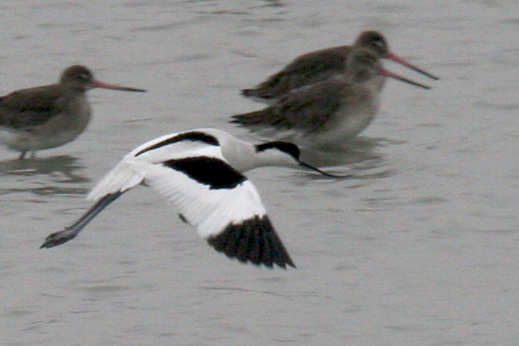 Avocette élégante