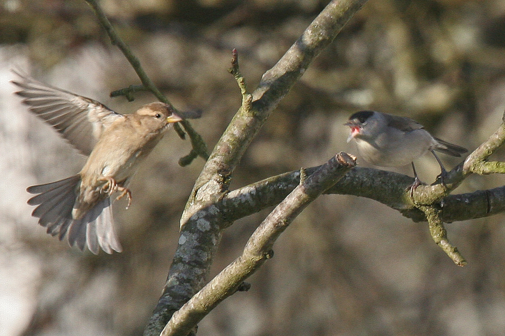 Moineau et fauvette à tête noire