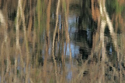<p>Au lac de Savenay</p>